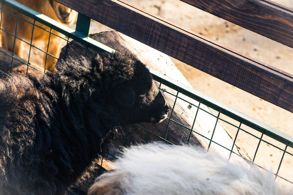 little fluffy lambs separated from mom in a paddock