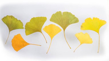 Sarı ve yeşil ginkgo biloba yapraklarının düz arkaplanı