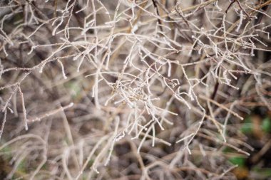 Orman çalılarının buzla kaplı dallarının doğal arka planı