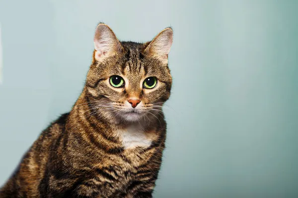 Portret Domu Paski Słodkie Skrócone Kot — Zdjęcie stockowe