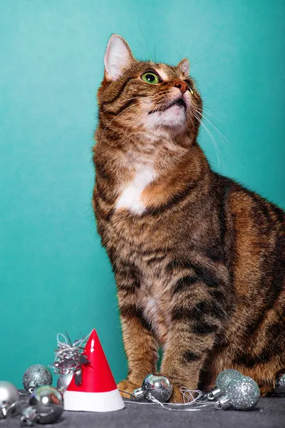 Retrato Doméstico Listrado Bonito Shorthair Gato Vestindo Vermelho Carnaval Chapéu — Fotografia de Stock