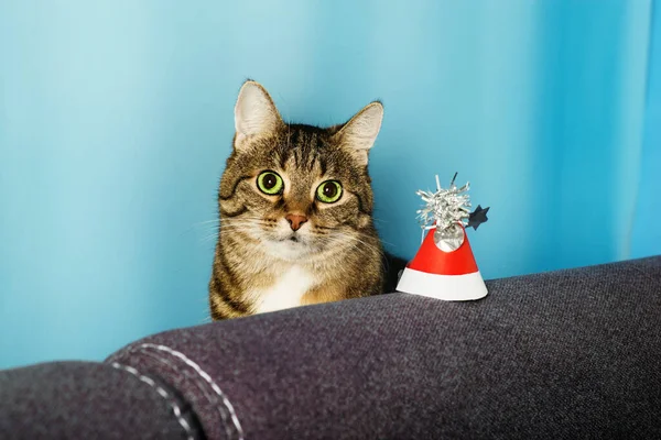 Portret Domu Paski Słodkie Krotkie Kot Noszenie Czerwony Karnawał Boże — Zdjęcie stockowe
