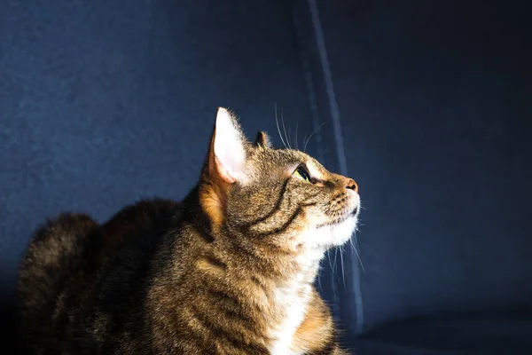 Portrait Domestic Striped Cute Shorthair Cat — Stock Photo, Image
