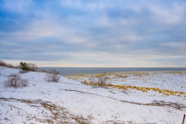 Sarı kuru çimenler ve çam ağaçları ile karla kaplı kum tepecikleri