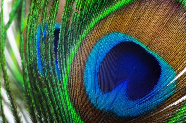 Tavus kuşu tüyünden yaratılan arkaplan