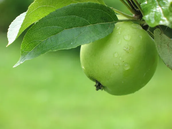 Apfel — Stockfoto