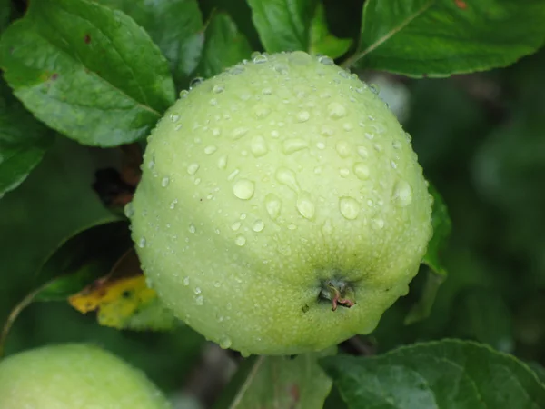 Apfel — Stockfoto