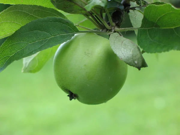 Apfel — Stockfoto