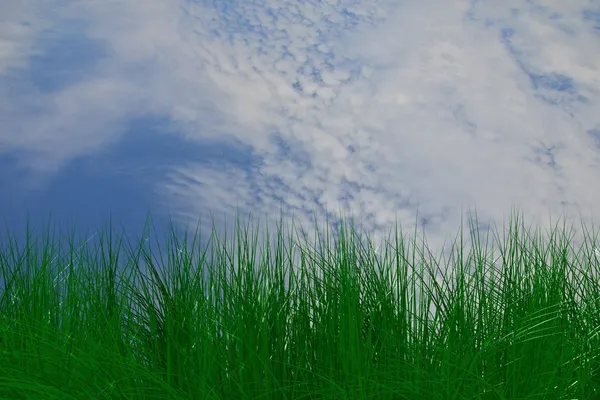 Fondo de hierba — Foto de Stock