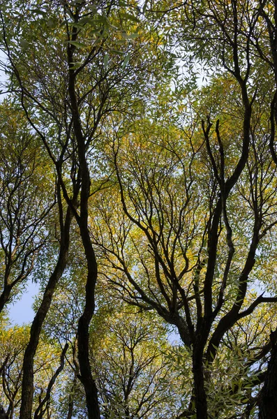 Krajina strom — Stock fotografie