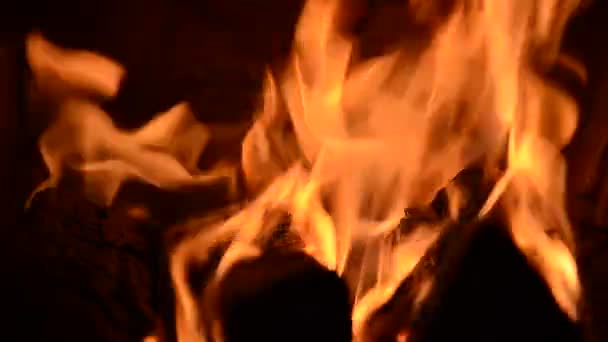 Ліс у вогні — стокове відео