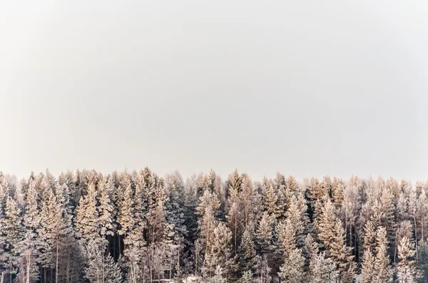 Vinterlandskap — Stockfoto