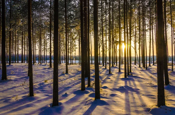 Winterlandschap — Stockfoto