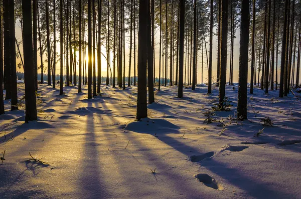 Winter Landscape — Stock Photo, Image