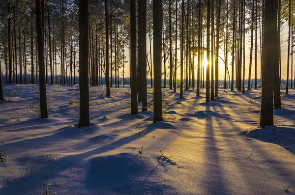 Winterlandschap — Stockfoto