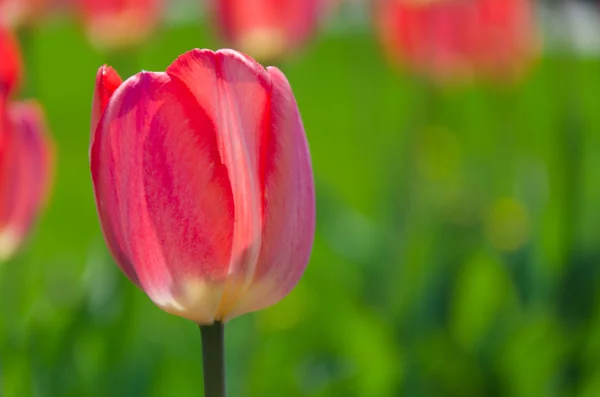 Flowers — Stock Photo, Image