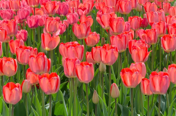 Flowers — Stock Photo, Image