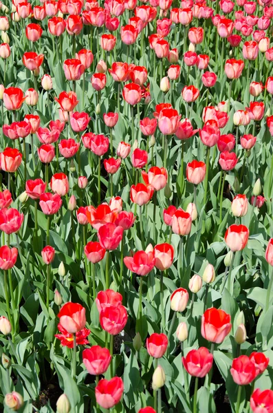 Flowers — Stock Photo, Image