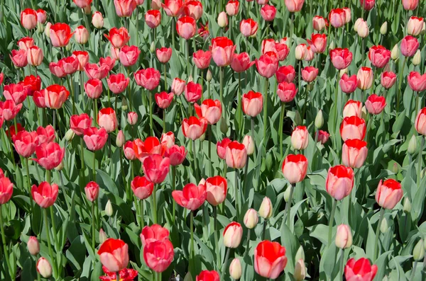 Flowers — Stock Photo, Image