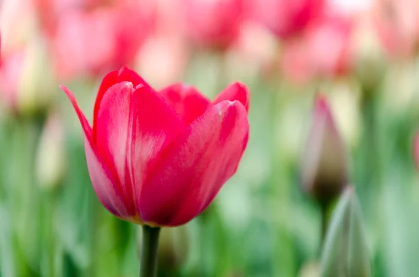 Flowers — Stock Photo, Image