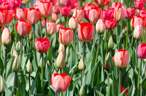 Flowers — Stock Photo, Image