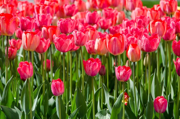 Flowers — Stock Photo, Image