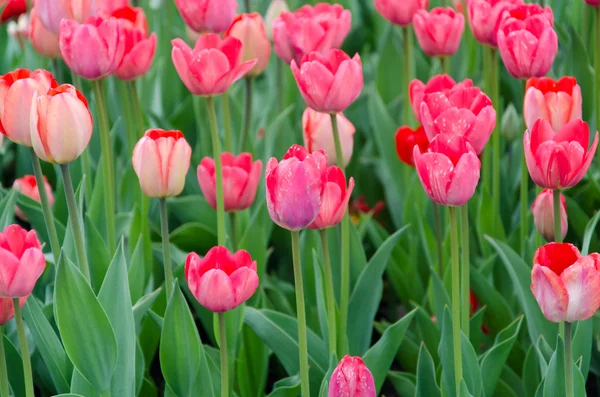 Flowers — Stock Photo, Image