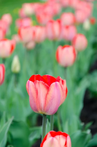 Flowers — Stock Photo, Image