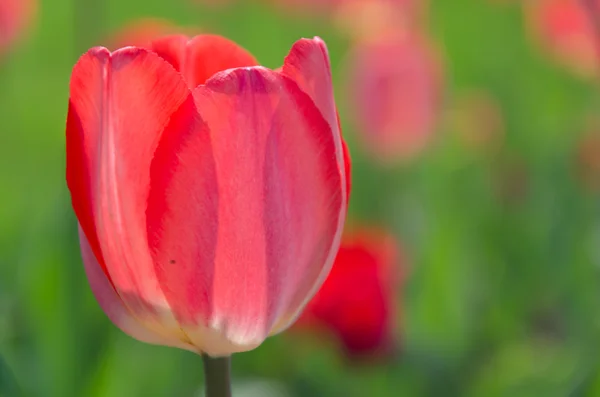 Flowers — Stock Photo, Image