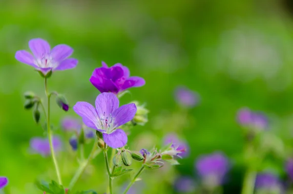 Flores —  Fotos de Stock