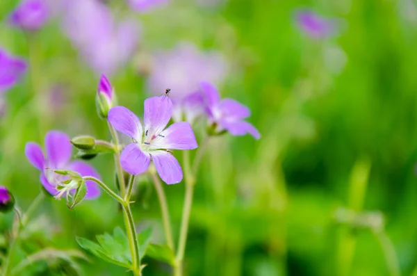 Blumen — Stockfoto