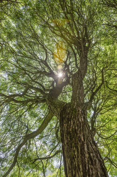 Krásné stromy — Stock fotografie