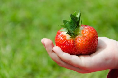 taze çilek