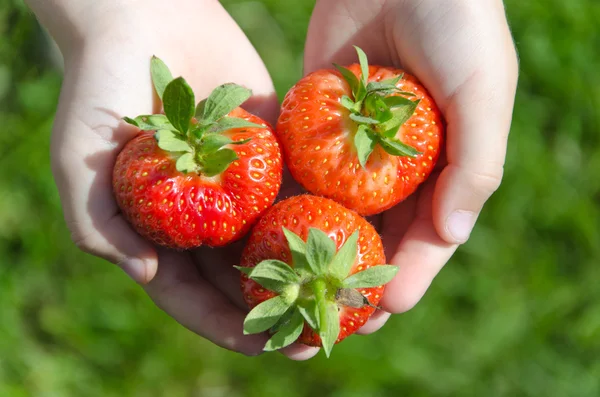 Frische Erdbeere — Stockfoto