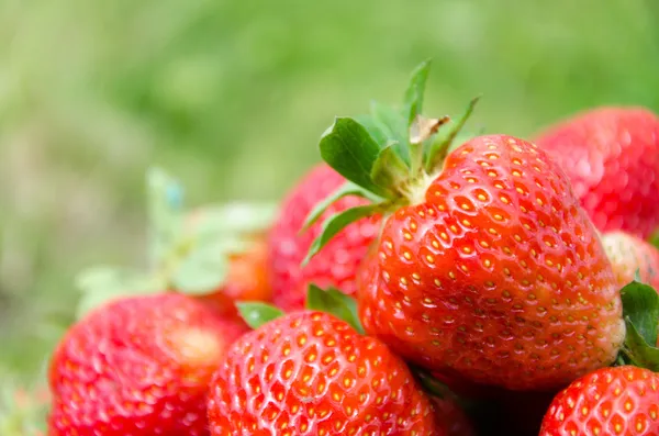 Frische Erdbeere — Stockfoto