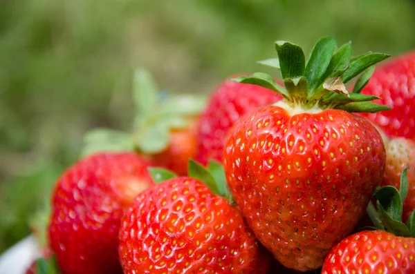 Frische Erdbeere — Stockfoto