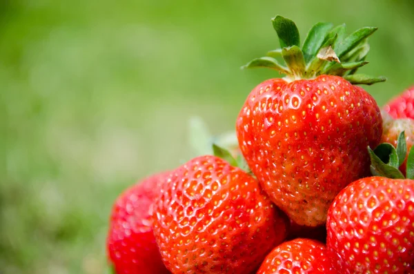 Frische Erdbeere — Stockfoto