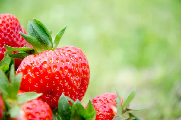 Frische Erdbeere — Stockfoto