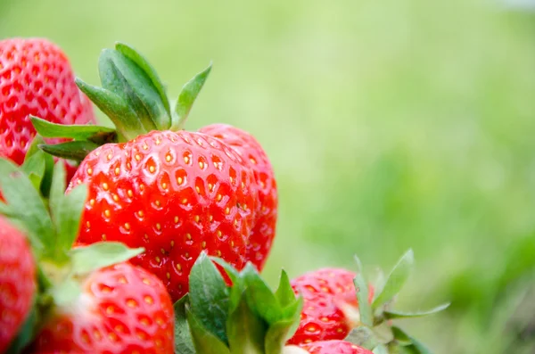 Frische Erdbeere — Stockfoto