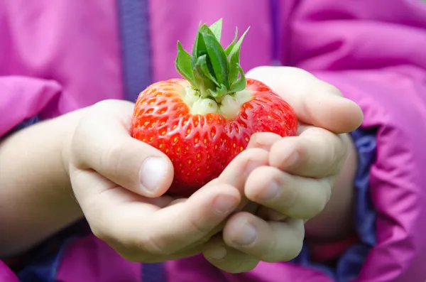 Frische Erdbeere — Stockfoto