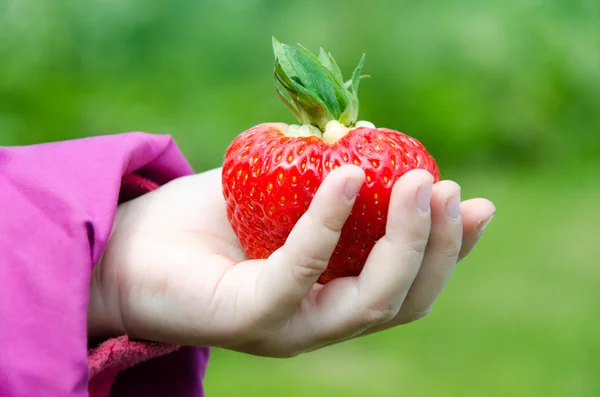 Frische Erdbeere — Stockfoto