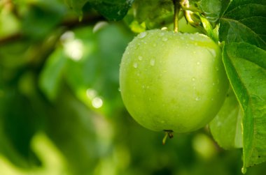 Yeşil elma