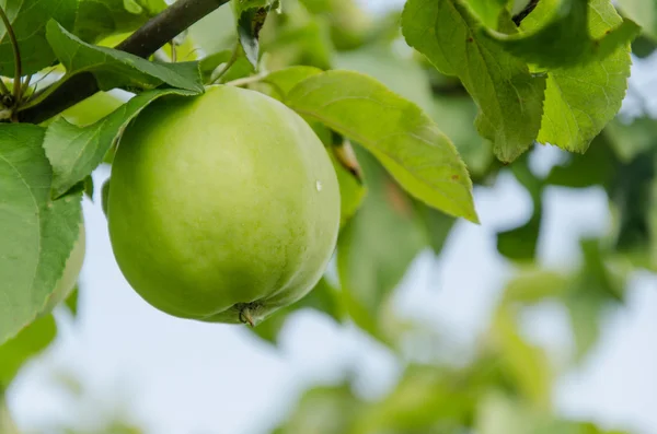 Manzana verde — Foto de Stock