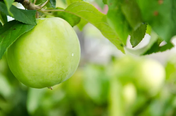 Grüner Apfel — Stockfoto