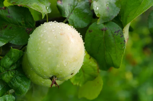 Maçã verde — Fotografia de Stock