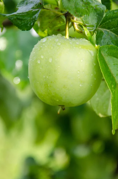 Grüner Apfel — Stockfoto