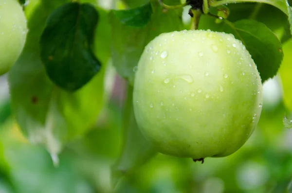 Grüner Apfel — Stockfoto