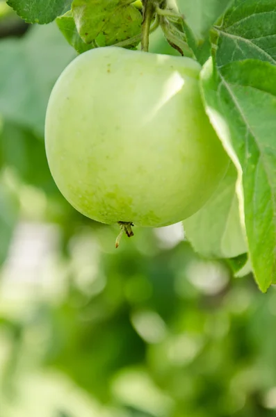 Grüner Apfel — Stockfoto