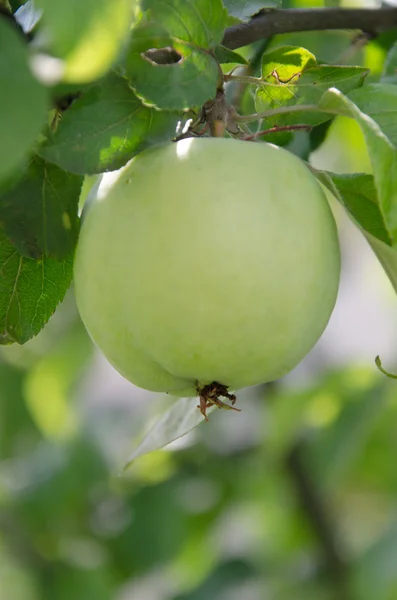 Grüner Apfel — Stockfoto