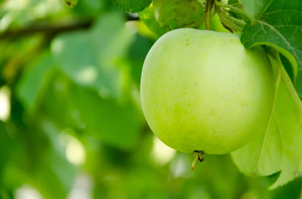 Green Apple — Stock Photo, Image